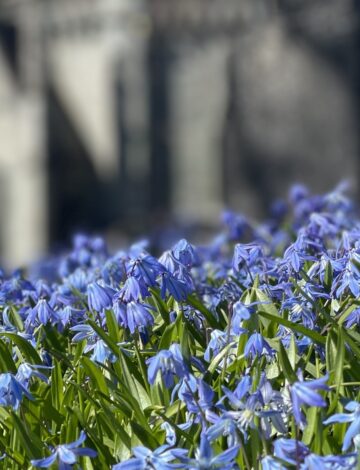Nidarosdomen blomster var Nidarosdomen blomster var