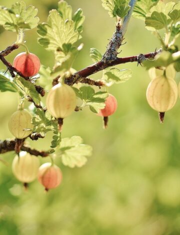 Stikkelbaer Stikkelbaer